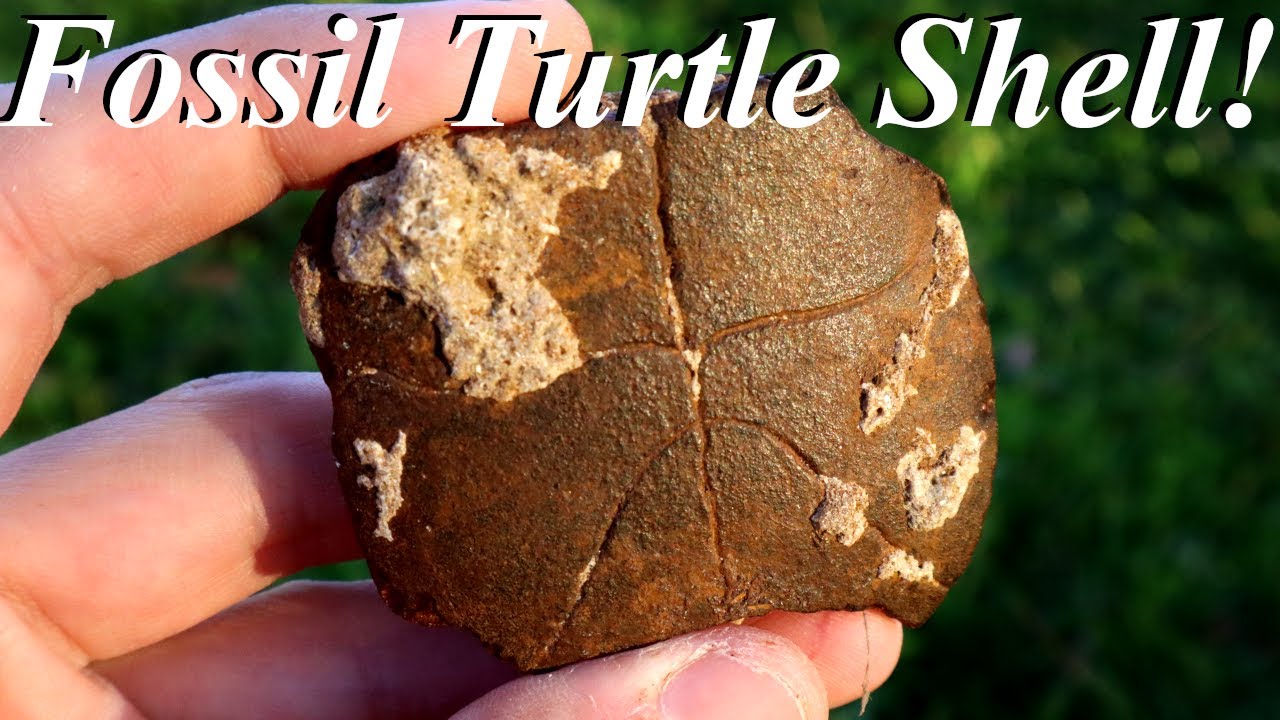 Pleistocene Fossils, Calcite Shells, and Echinoids! Fossil Hunting Specimens in Florida!