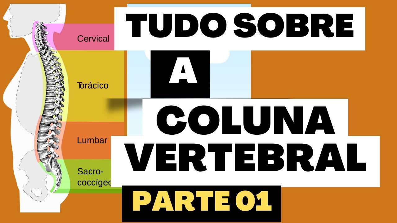 Aula 07 - Anatomia da Coluna Vertebral (Parte 01)