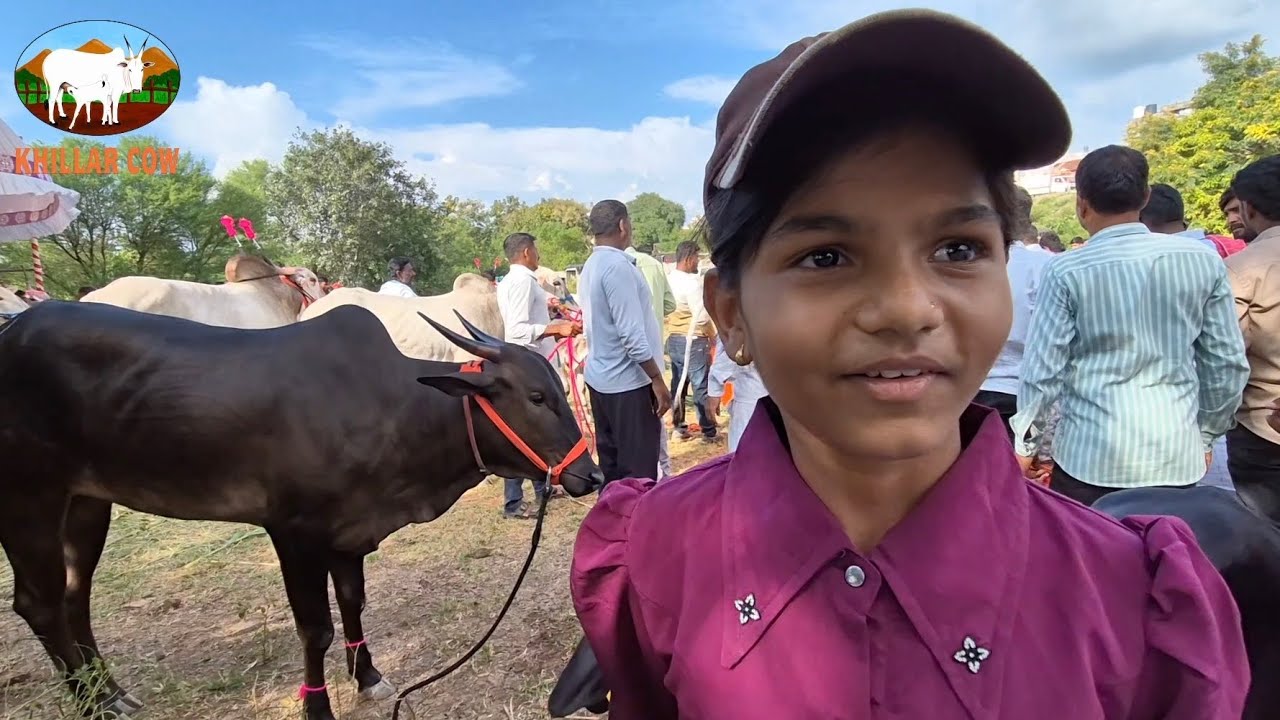 कटापूर खिल्लार प्रदर्शन / khillar cow 