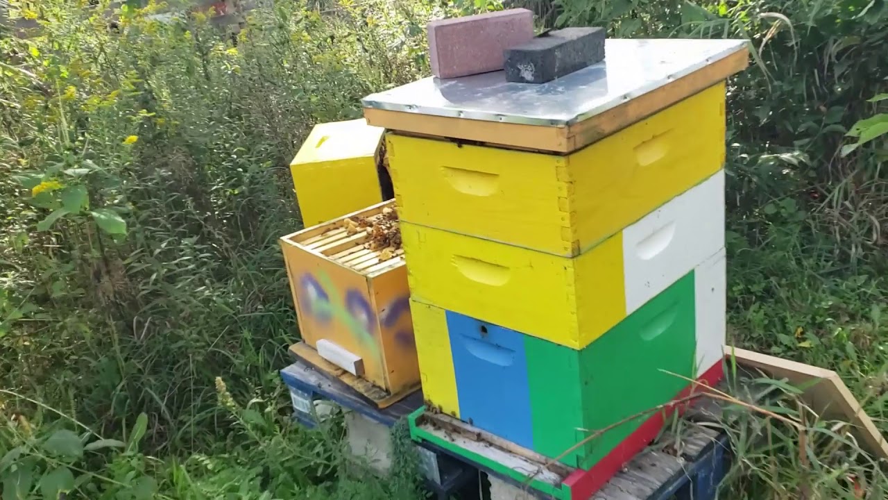 Transferring A Brood Frame Between Two Hives