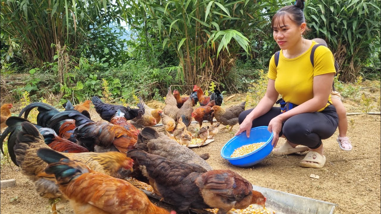 with daughter harvest giant orange garden to sell at market Lý Thị Đào