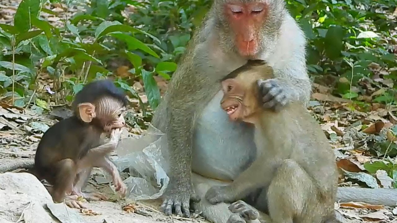 Monkey might tell big baby that this time no milk time