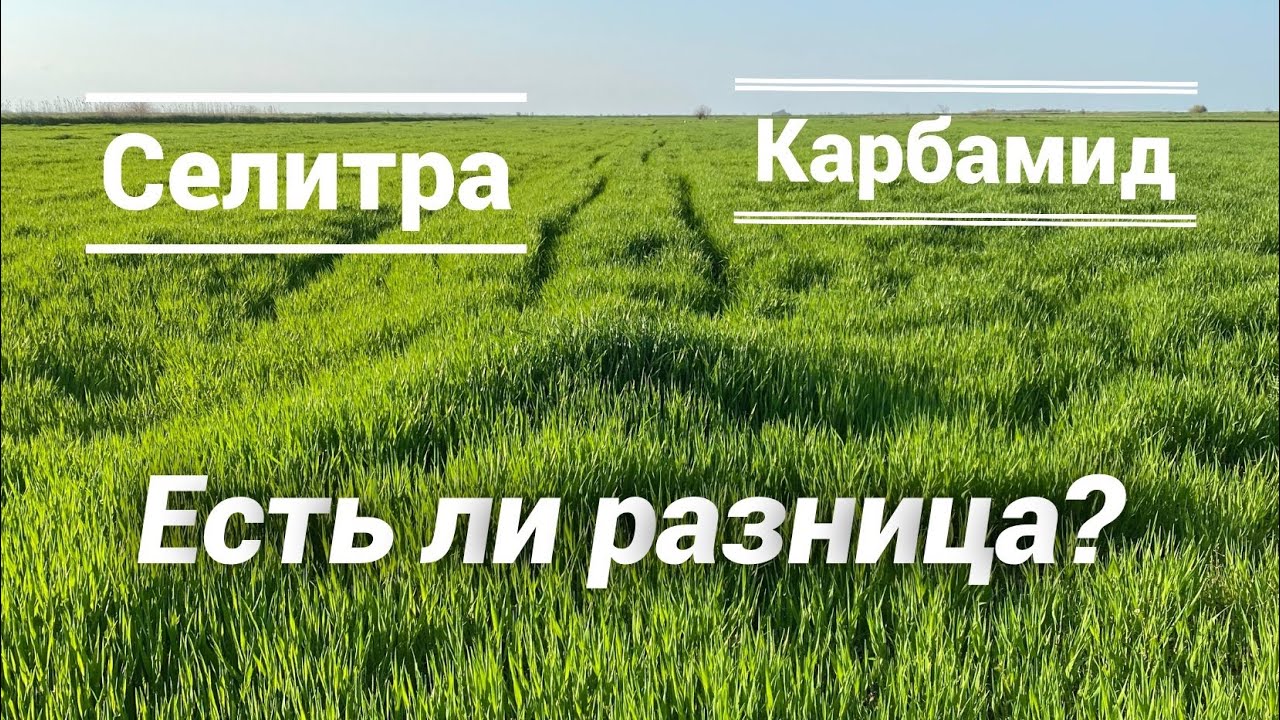 Разница между подкормками/ карбамид или селитра