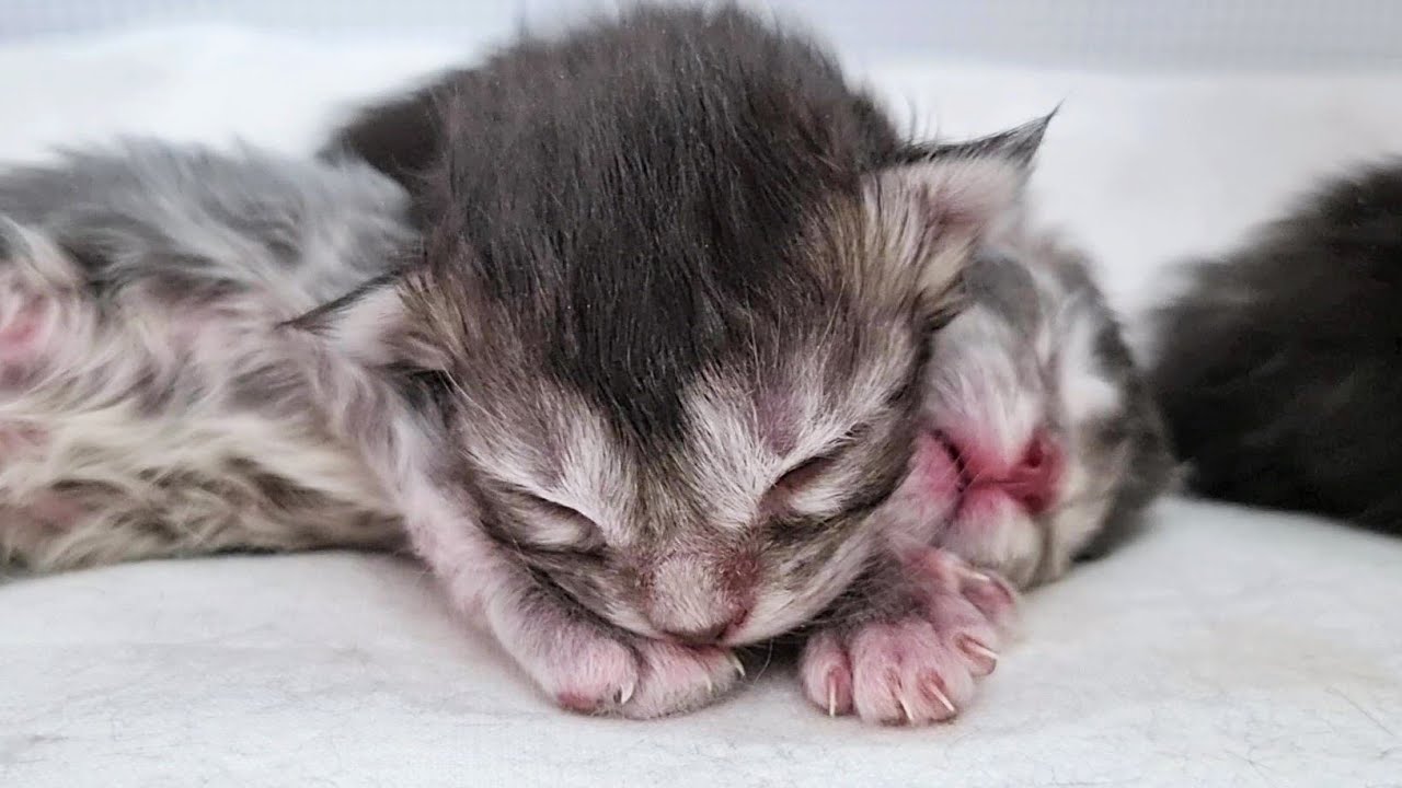 Even Tiny Kittens Have SHARP Claws!