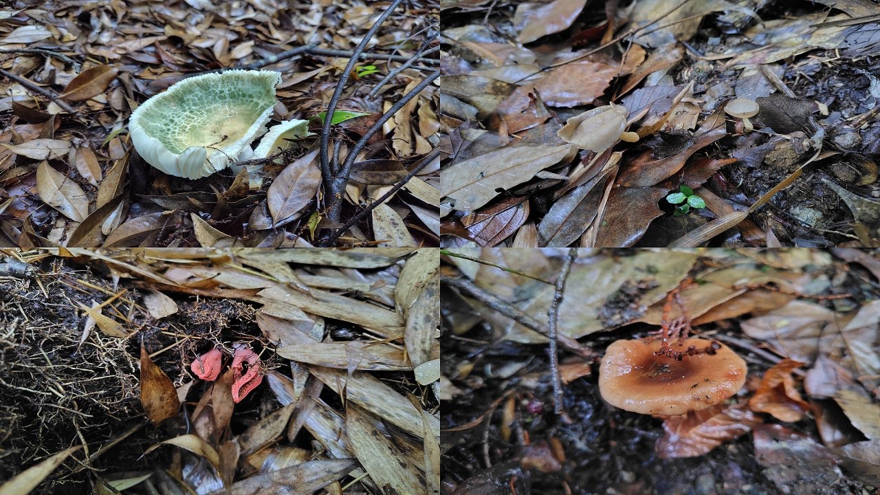 アイタケ その他 Russula virescens and Others
