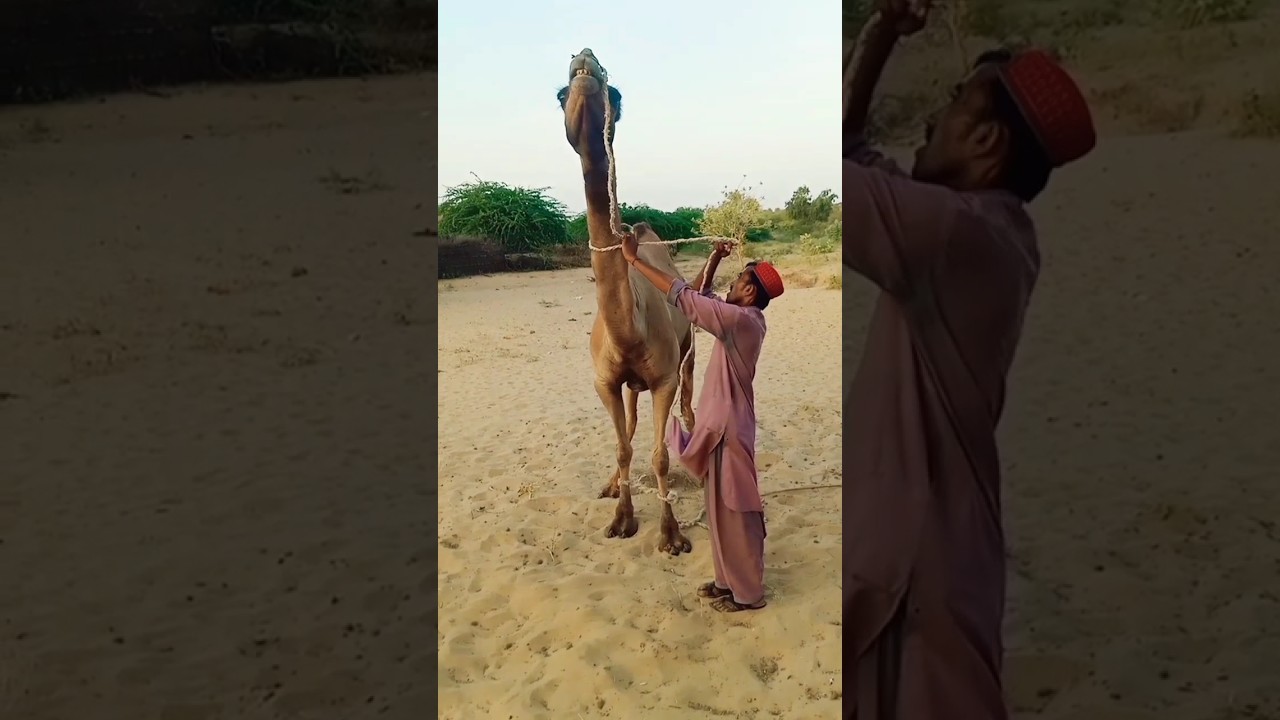 female Camel And his owner. in Desert Village #youtubeshorts #camel #cameljump #desertcamel