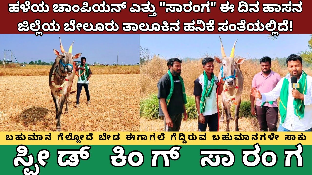 ಹಳೆಯ ಚಾಂಪಿಯನ್ ಎತ್ತು  