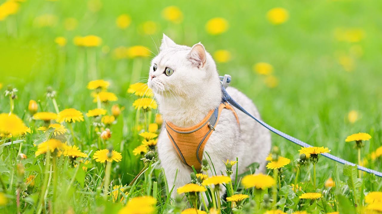 하루의 끝, 마음이 편안해지는 수면음악 😽 고양이와 함께 밤에 듣기 좋은 고요한 피아노 음악, 고양이가 좋아하는 소리