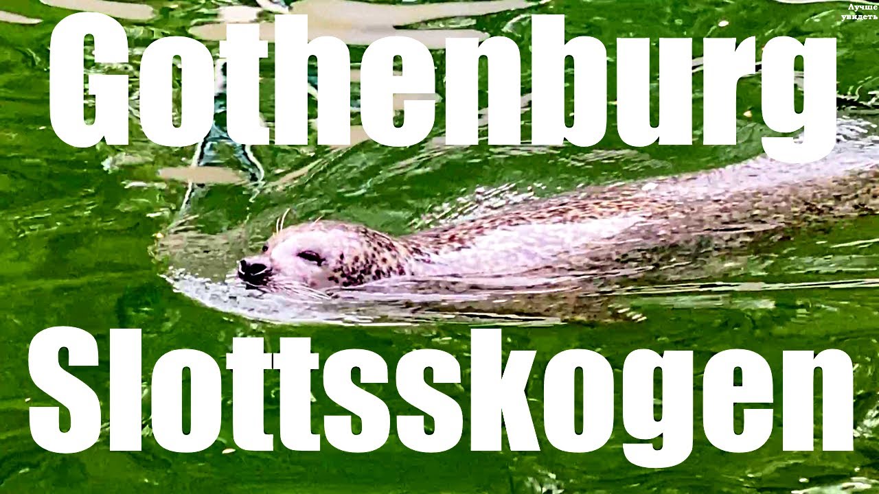Slottsskogen is a park in Gothenburg (Sweden) || G&ouml;teborg || Что посмотреть в Гётеборге (Швеция)
