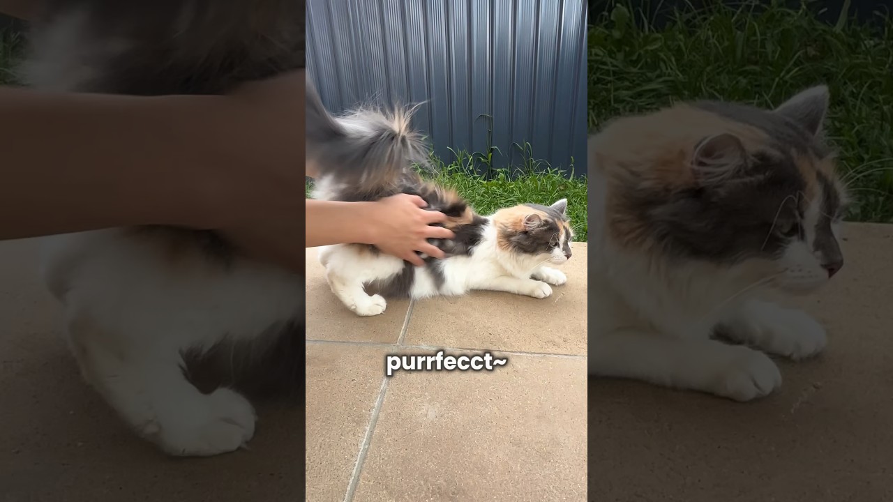 Ah, it's meow-ssage time! Let&rsquo;s slowly unwind and let the stress melt away. 🐱😌🌻