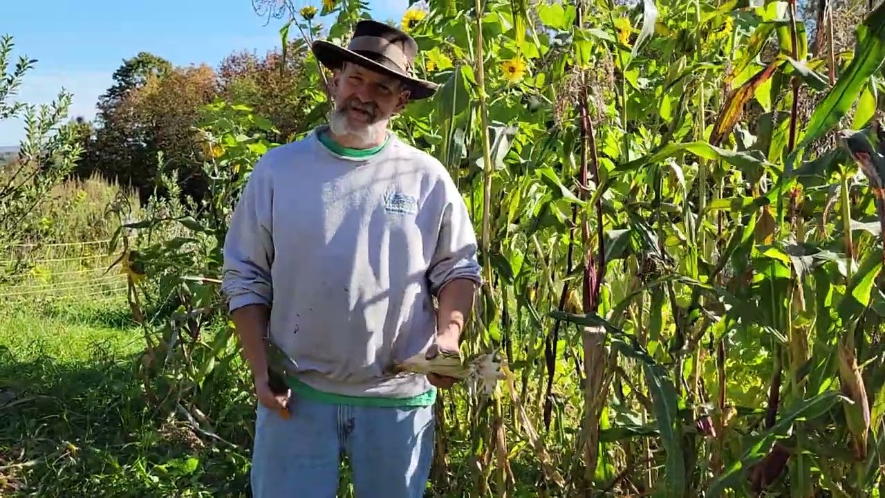 Harvesting Painted Mountain Corn - Part 1