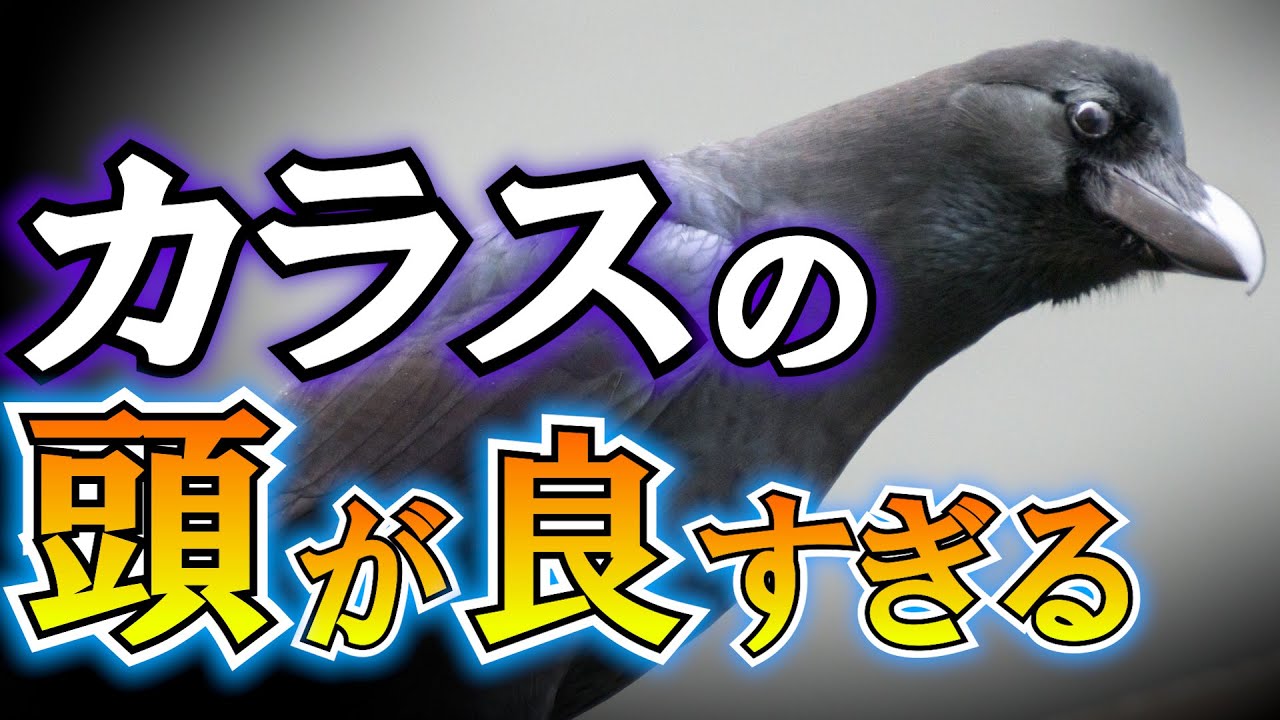 カラス、頭が良すぎてとんでもない悪を生み出してしまう!!