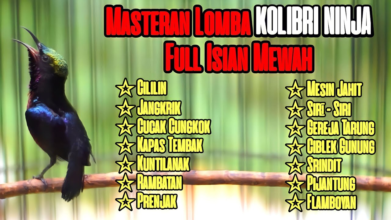 MASTERAN LOMBA KOLIBRI NINJA TERBAIK FULL TEMBAKAN MATERI ISIAN PANJANG JERNIH MEWAH