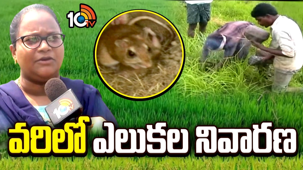 Rodent Control in Paddy | వరిలో ఎలుకల నివారణ | Matti Manishi | 10TV