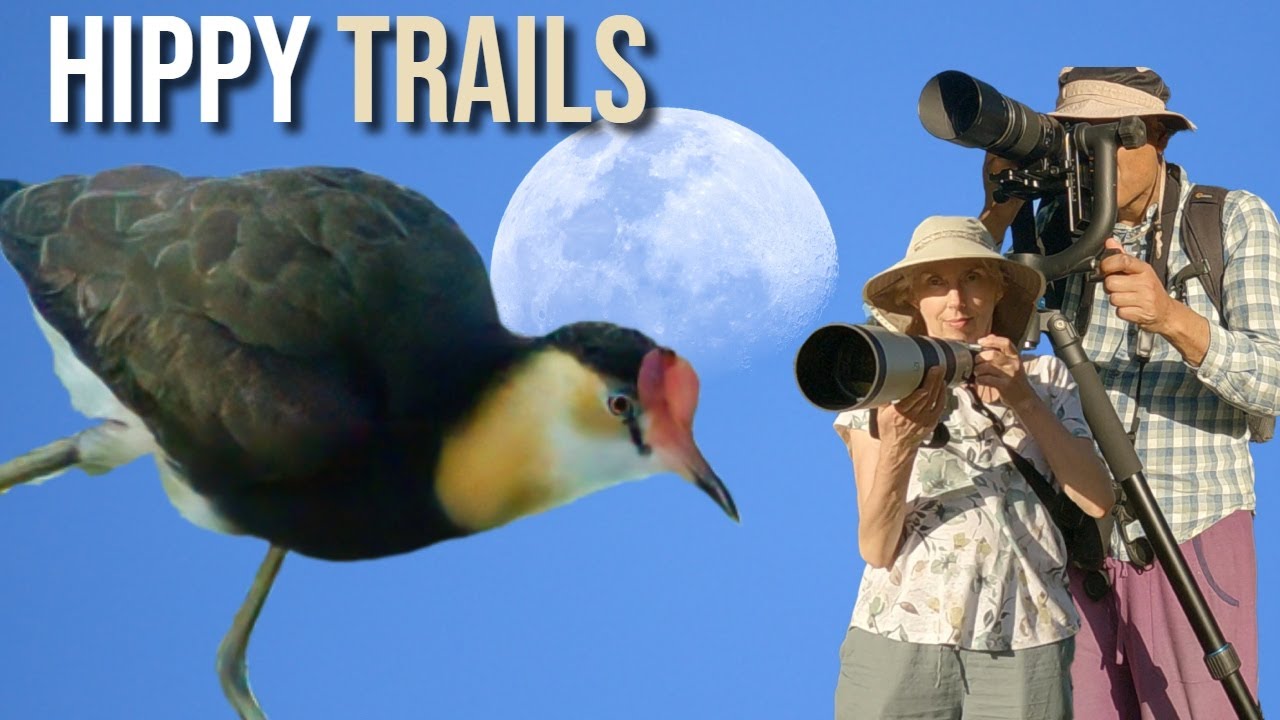 Birding Hotspots around Cairns: Islands, Rivers and Beaches