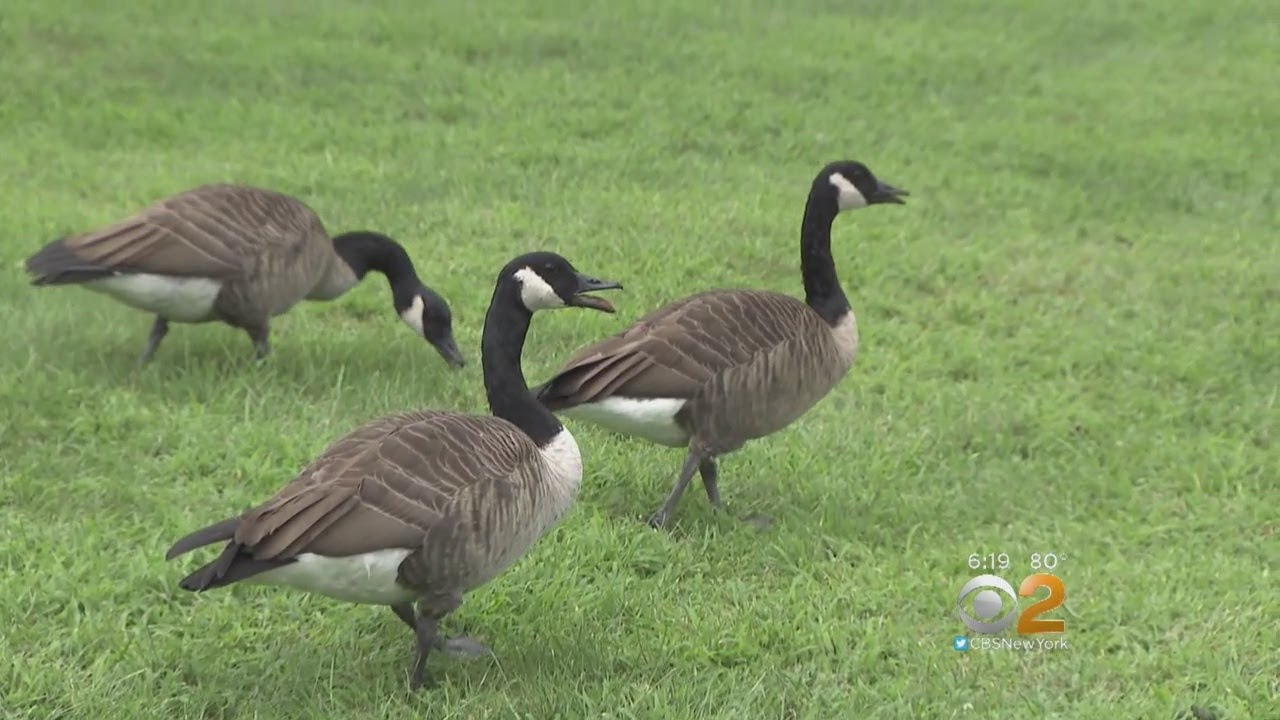 Long Island Town Struggling In Battle Against Canada Geese