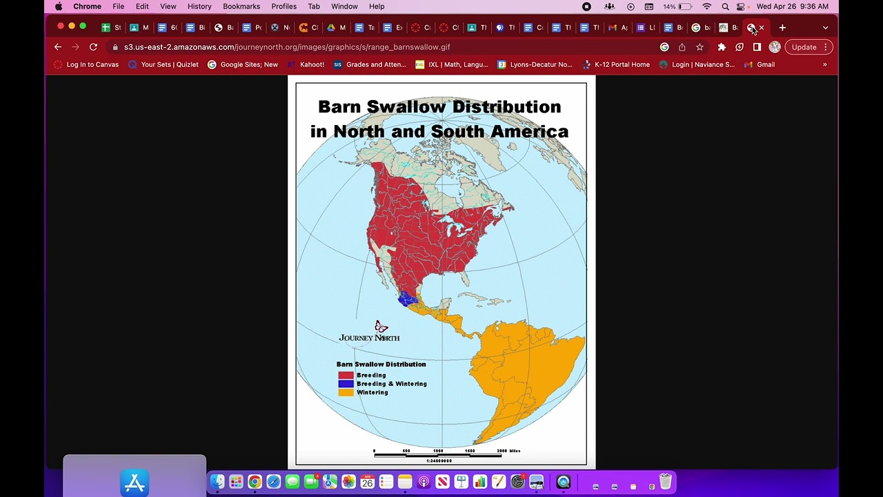 Barn Swallow Migration Madness
