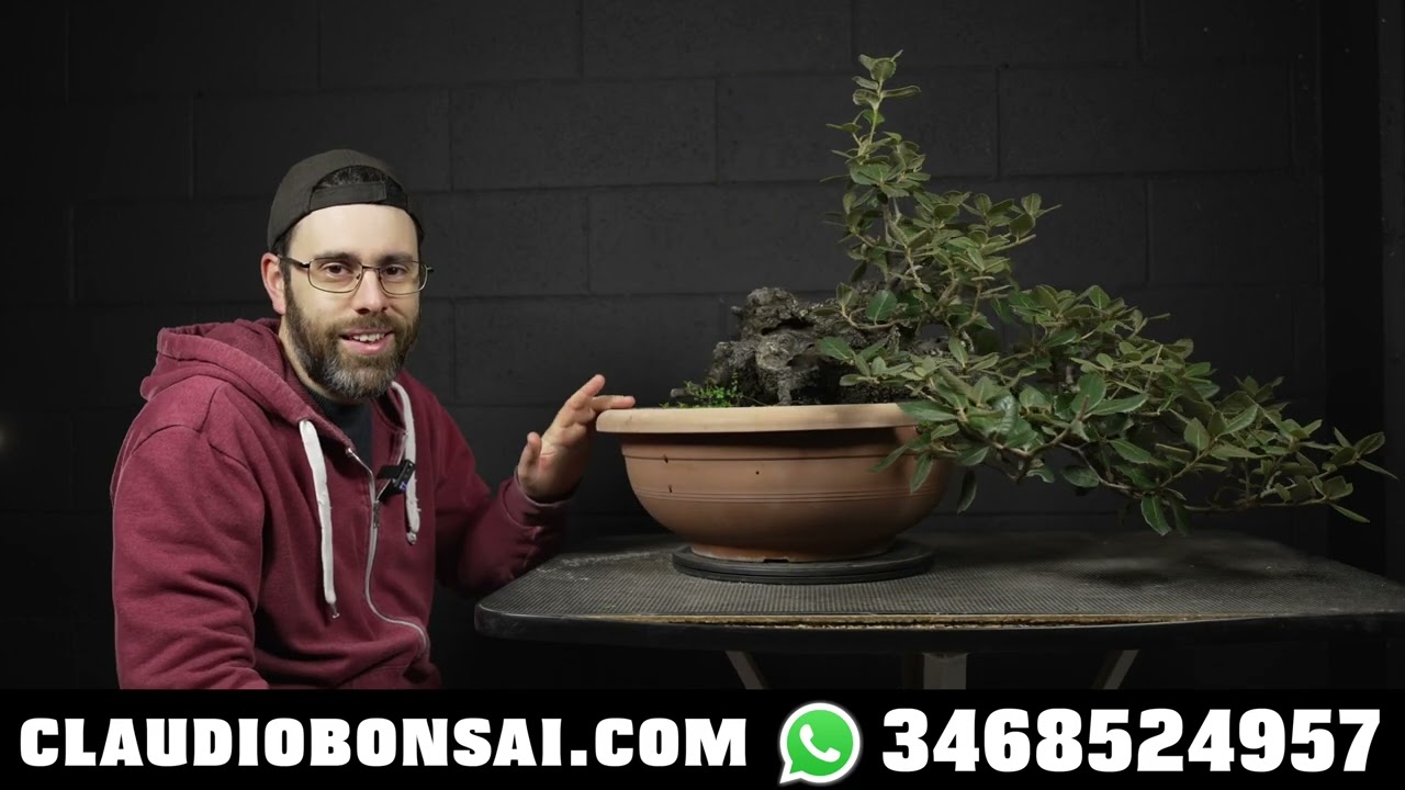 COME IMPOSTARE UN LECCIO BONSAI