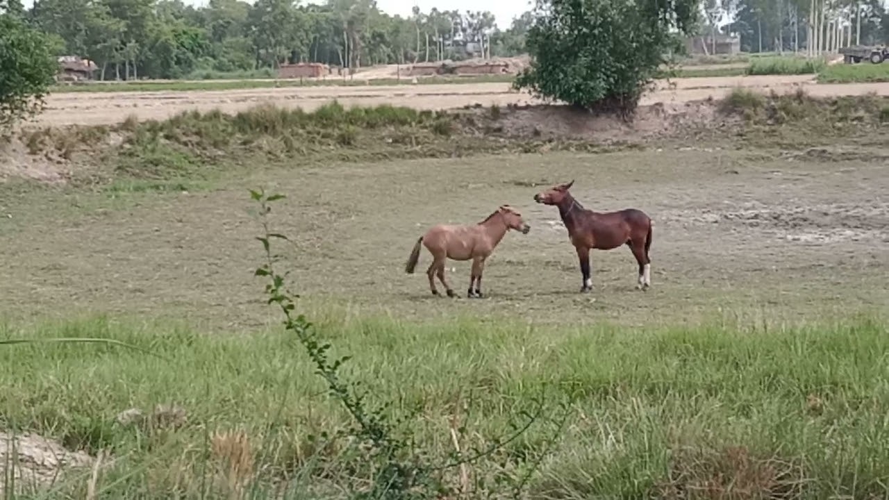 Khachakhach khachchar ka fight video. Horse fight 20 million.#viral #horse