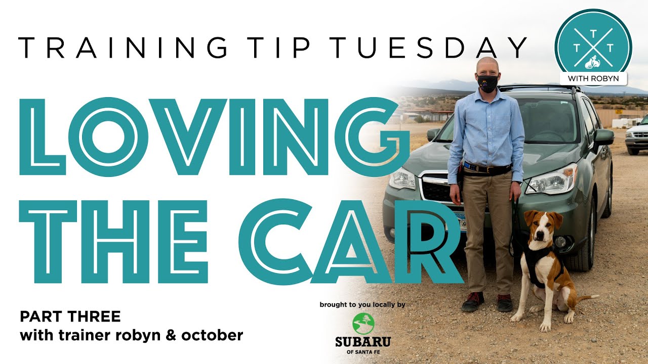 Training Tip Tuesday - Loving the Car - Part III