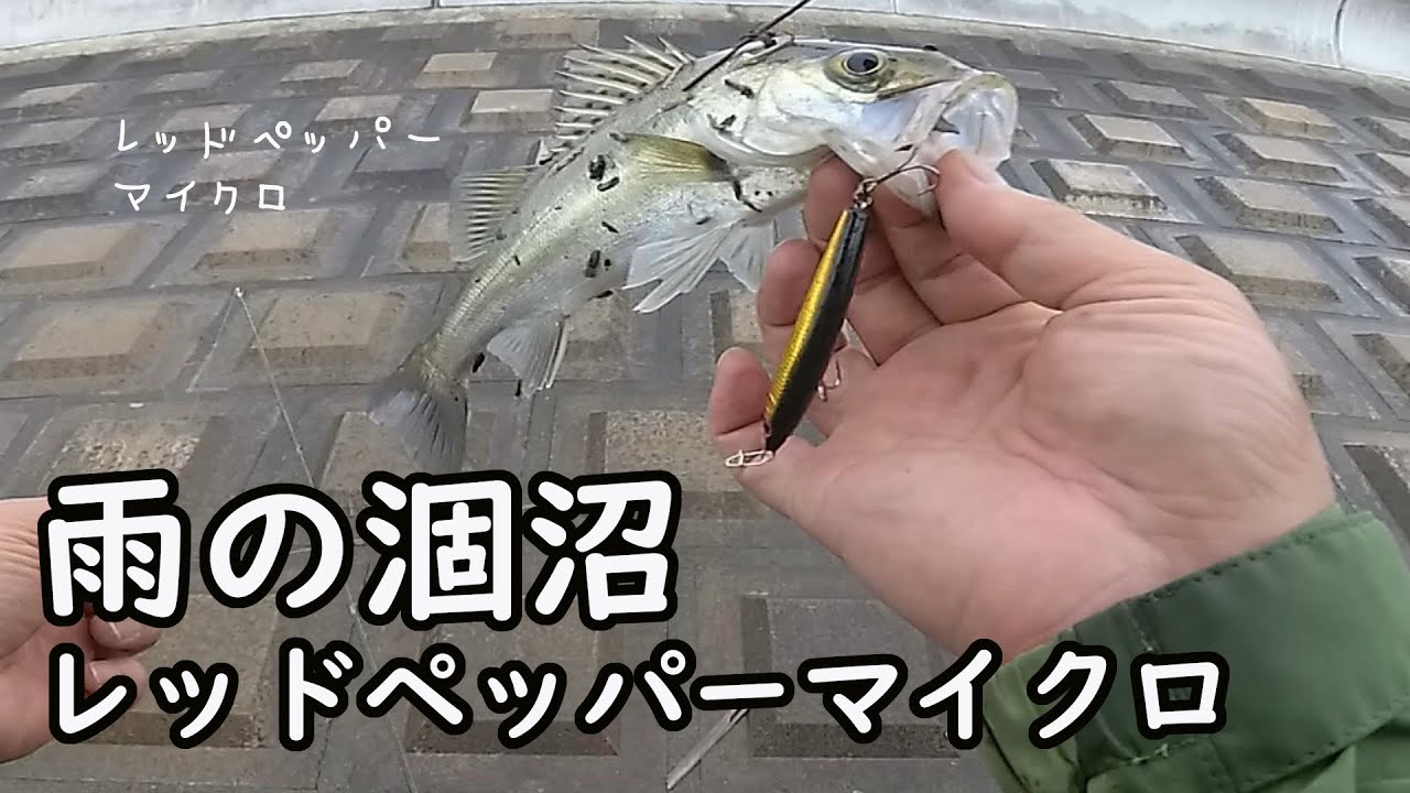 トップウォータ―・レッドペッパーで雨の涸沼デイシーバス