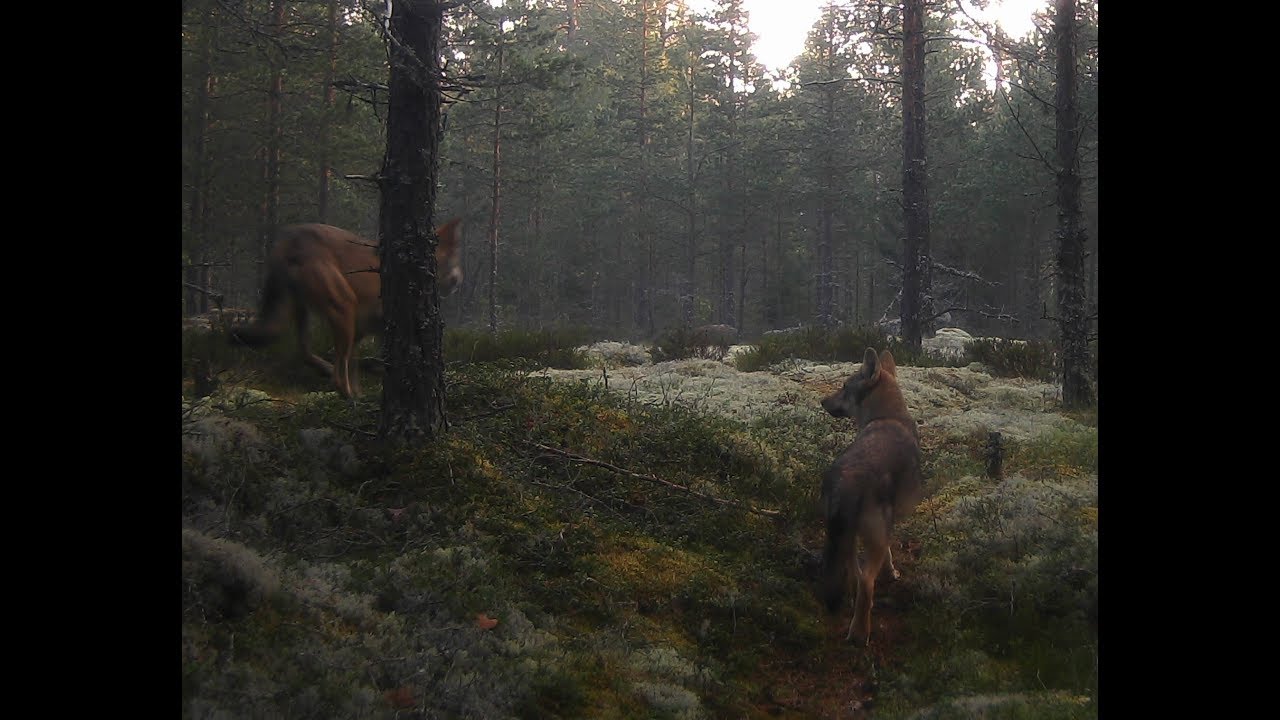 Susi (äänillä)