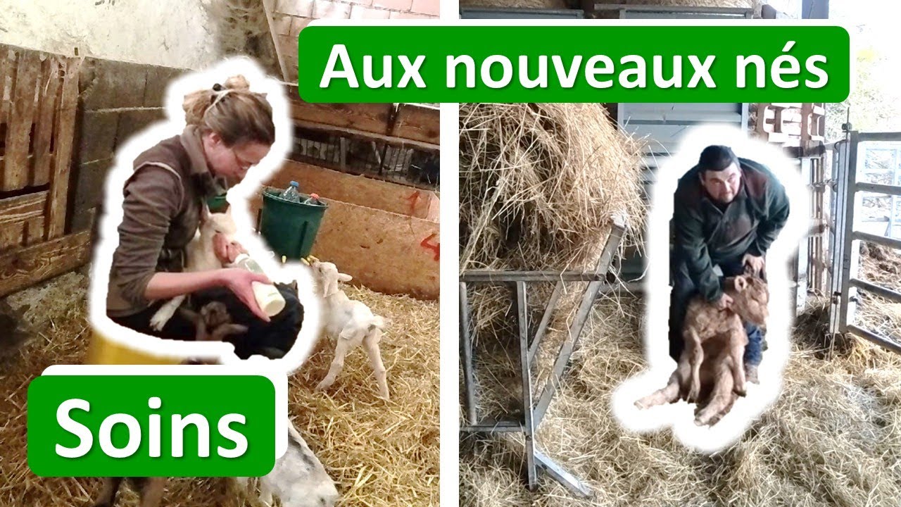 On s'occupe des chevreaux et des veaux