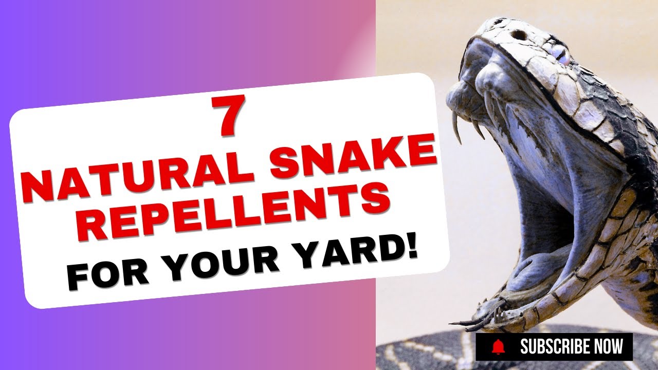 7 Natural Snake Repellents: How to Get Rid of Snakes in Your Yard