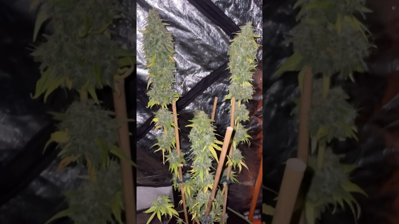 CHEESY DICK - BIG BUDDAH SEEDS  3/3