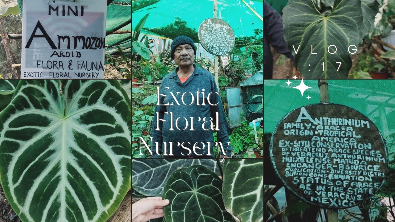 Exotic Floral Nursery Kalimpong || Stunning Anthuriums 😵‍💫🤩 || #vlog -17🙃 (ep-01).