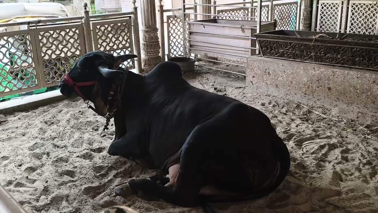 #kamdhenu