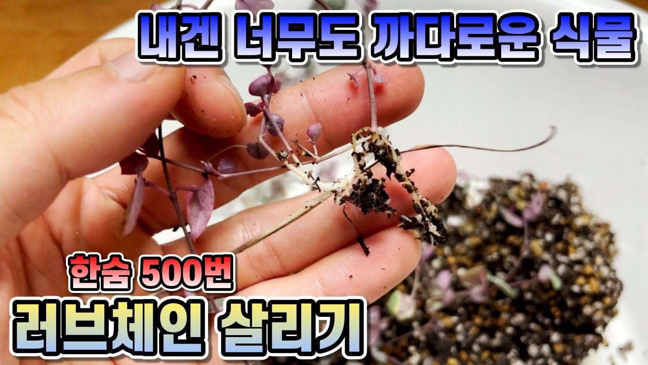 러브체인 키우기 왜이렇게 힘들까요?? 러브체인 살리기!!