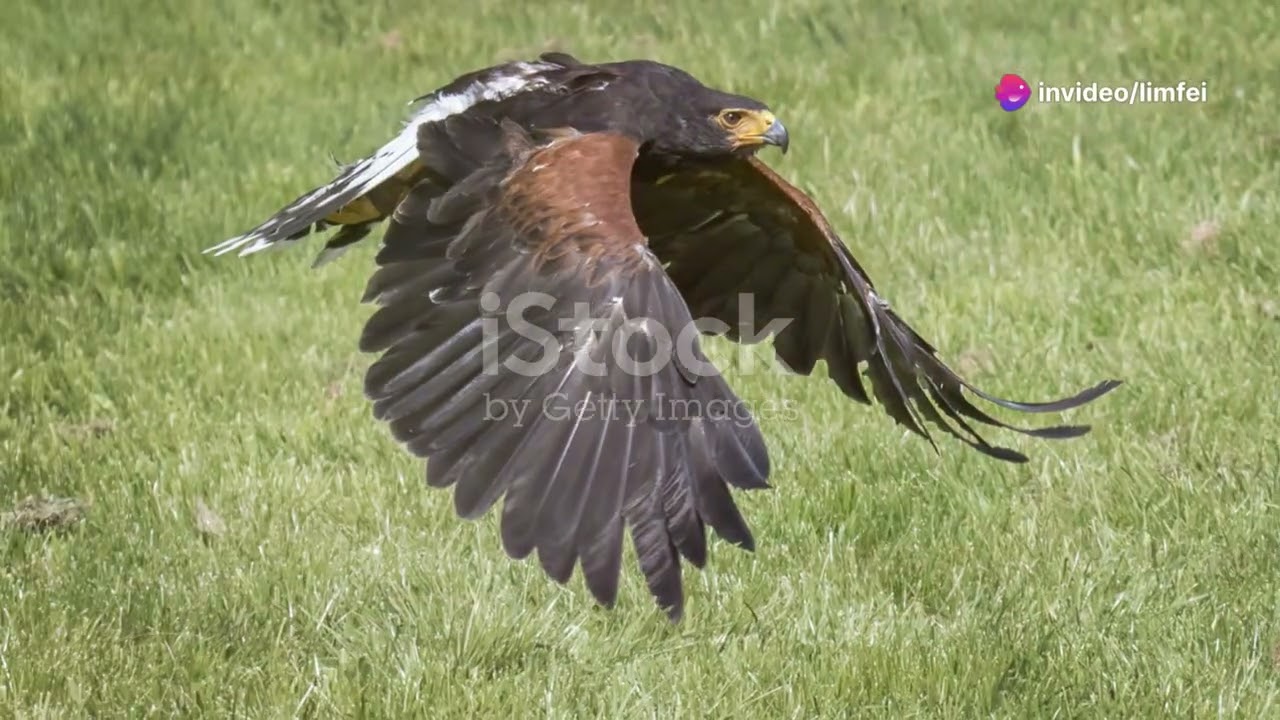 Birds of Prey: Afghanistan's Apex Avian Predators #animal2024 #wildlife