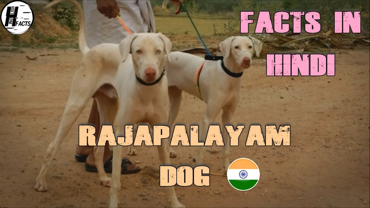Rajapalayam Dog Facts | Hindi | INDIAN DOG BREEDS | HINGLISH FACTS