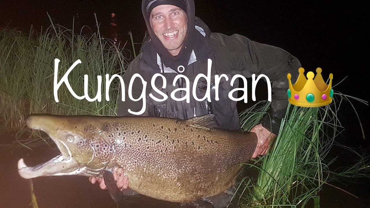 Kungsådran Älvkarleby sportfiske          Lax och öring