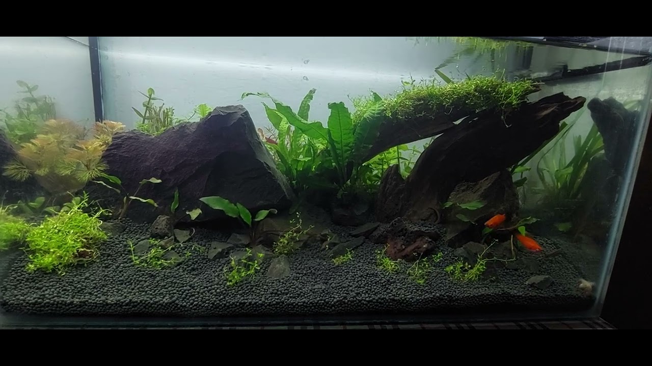 Two weeks update my 2 feet tank