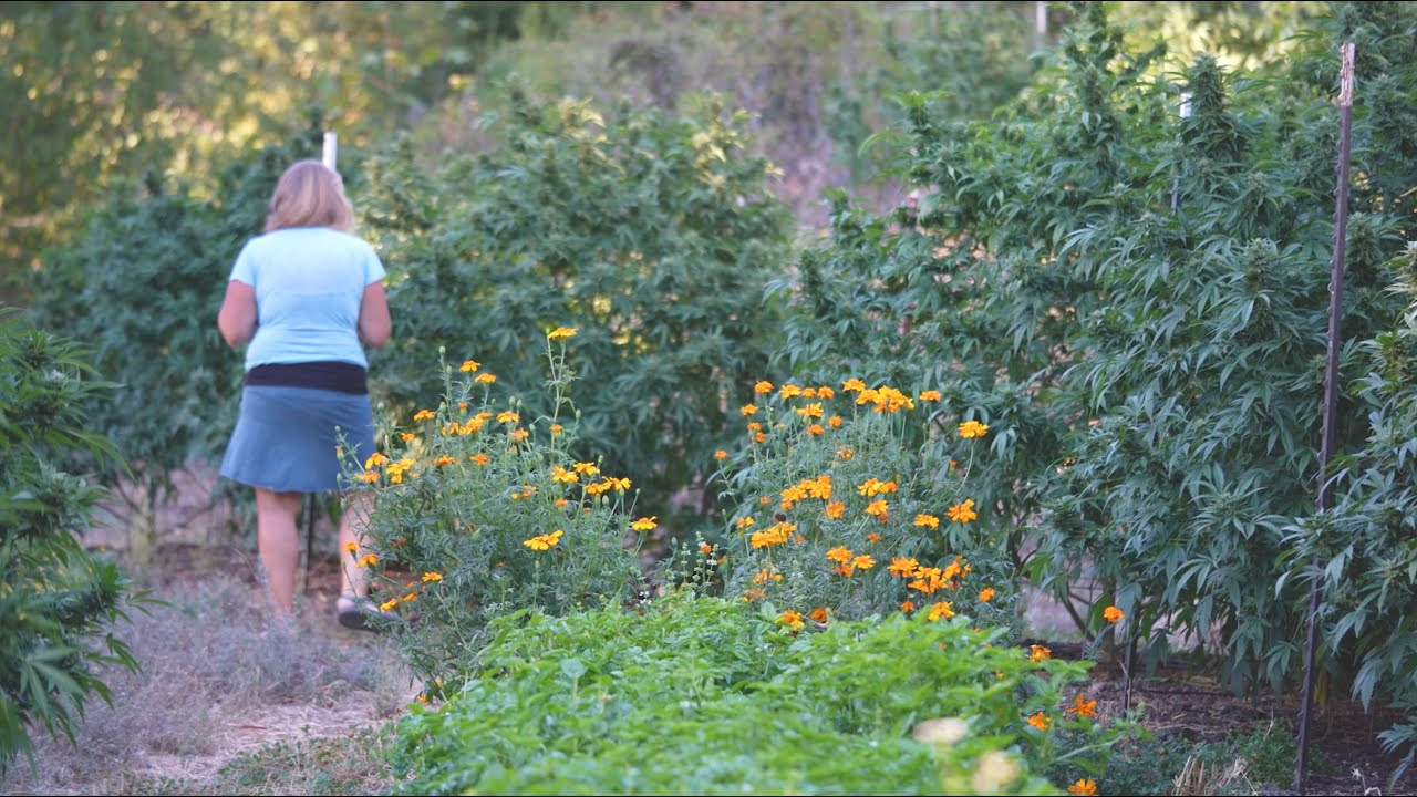 Emerald Spirit Botanicals: Regenerative Cannabis Farm Award 2021