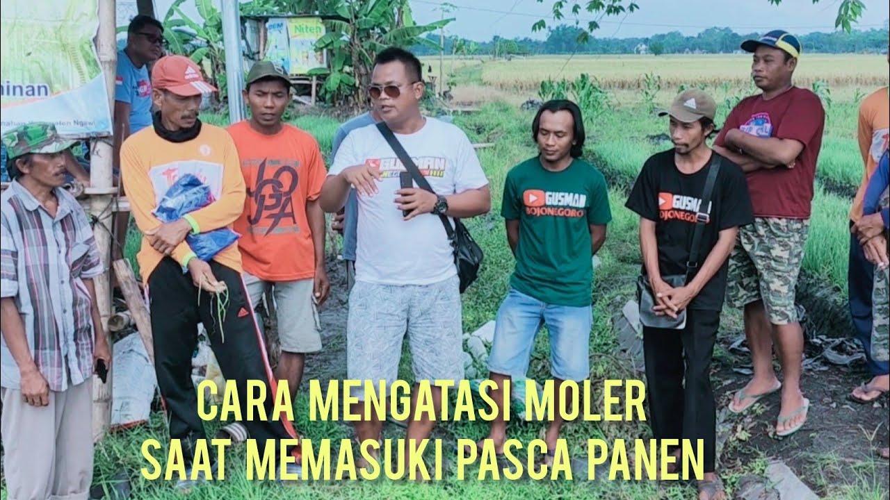 CARA ATASI MOLER SAAT CUACA YANG TIDAK MENENTU