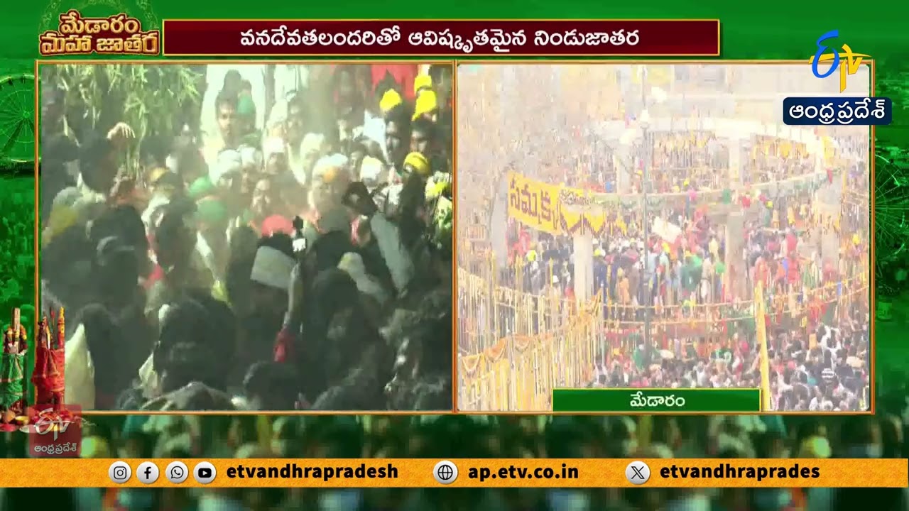 Sammakka Jatara Turns Into Grand Festival | Devotees Thrill from Chilukalagutta to Gadde