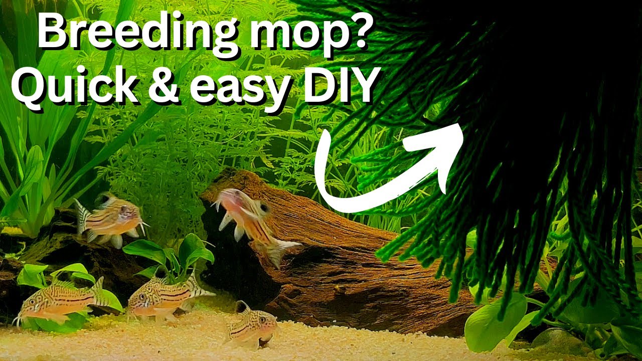 Как сделать швабру для размножения/нереста? Простой и быстрый способ своими руками!
