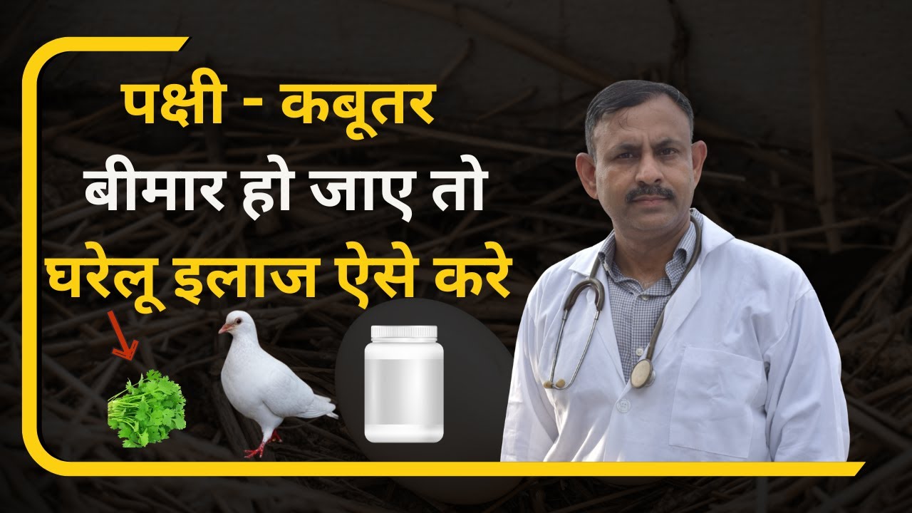 पक्षी - कबूतर अचानक बीमार हो जाए तो ऐसे घरेलू इलाज करे | Treatment | Dr Nagender Yadav