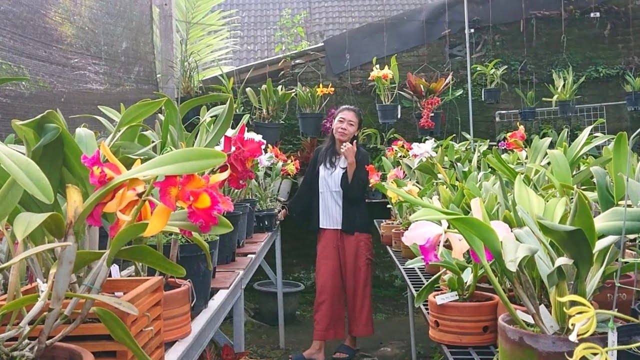 merawat anggrek Cattleya agar pemula tidak bosan mudah subur mau berbunga