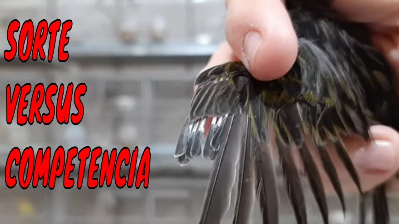 SORTE VERSUS COMPETENCIA