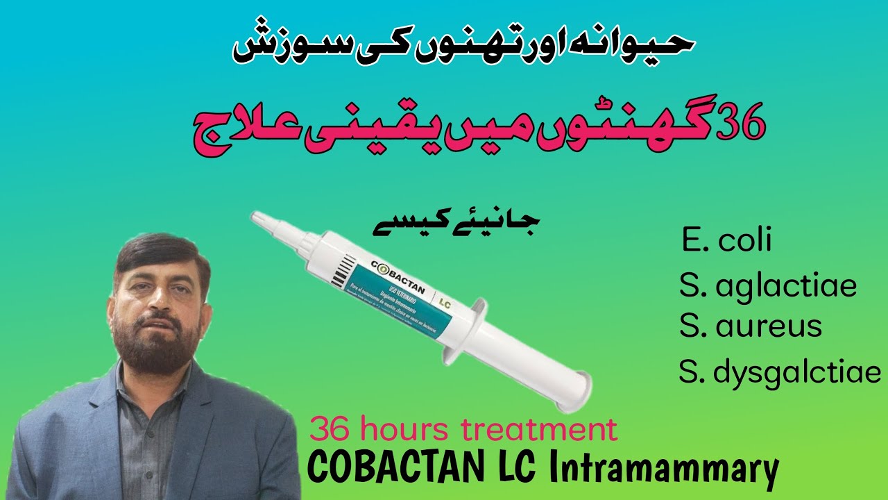 Complete Treatment Of Mastitis In 36 Hours | How To Use Cobactan LC Intramammary Tubes In cattle