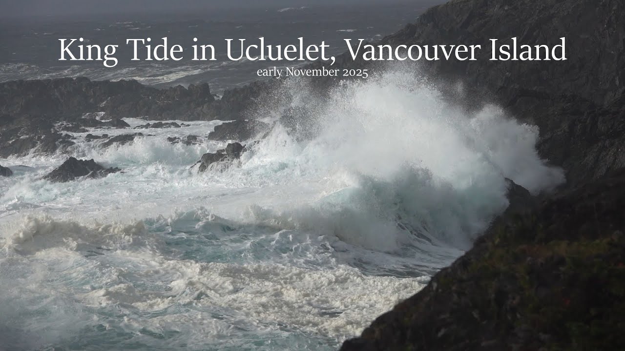 King Tides, Big Waves at Ucluelet, Vancouver Island - November 2025 - Storm Watching & Vlog