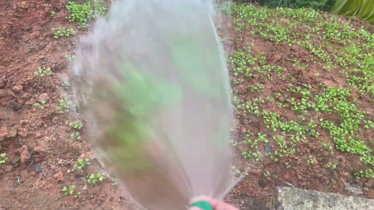 Chăm rau cải 🥗 cần phải tưới nước 💦 thường xuyên 👈