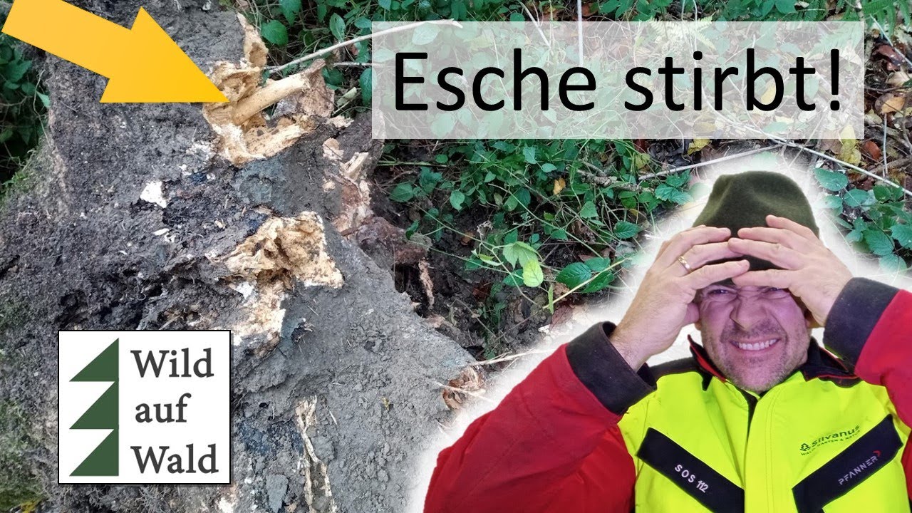 🌲Die ☠️TODgeweihten Bäume #wildaufwald