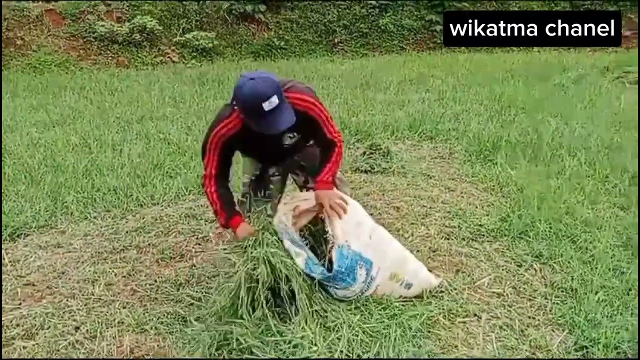 HIDUP YANG TAK DIPERJUANGKAN TAK AKAN PERNAH DIMENANGKAN II BERBURU  PAKAN SAPI