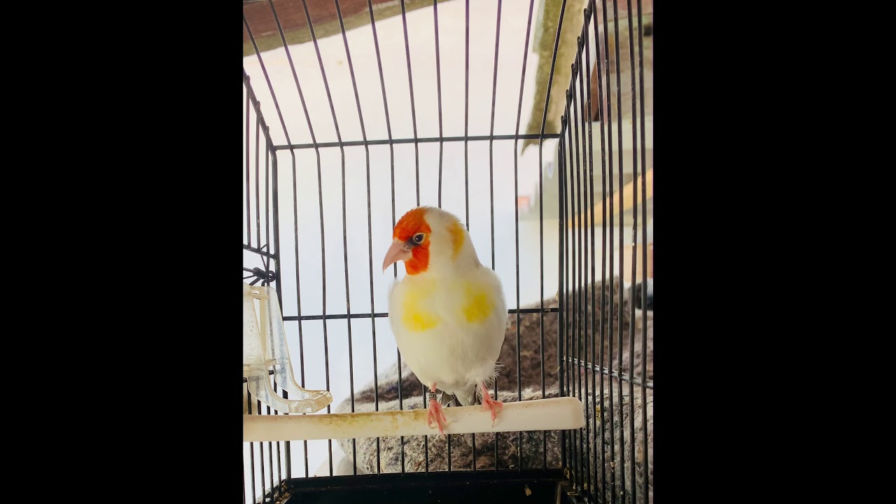 Chant chardonneret mutation agate tête blanche (mars 2021) Cardellino goldfinch