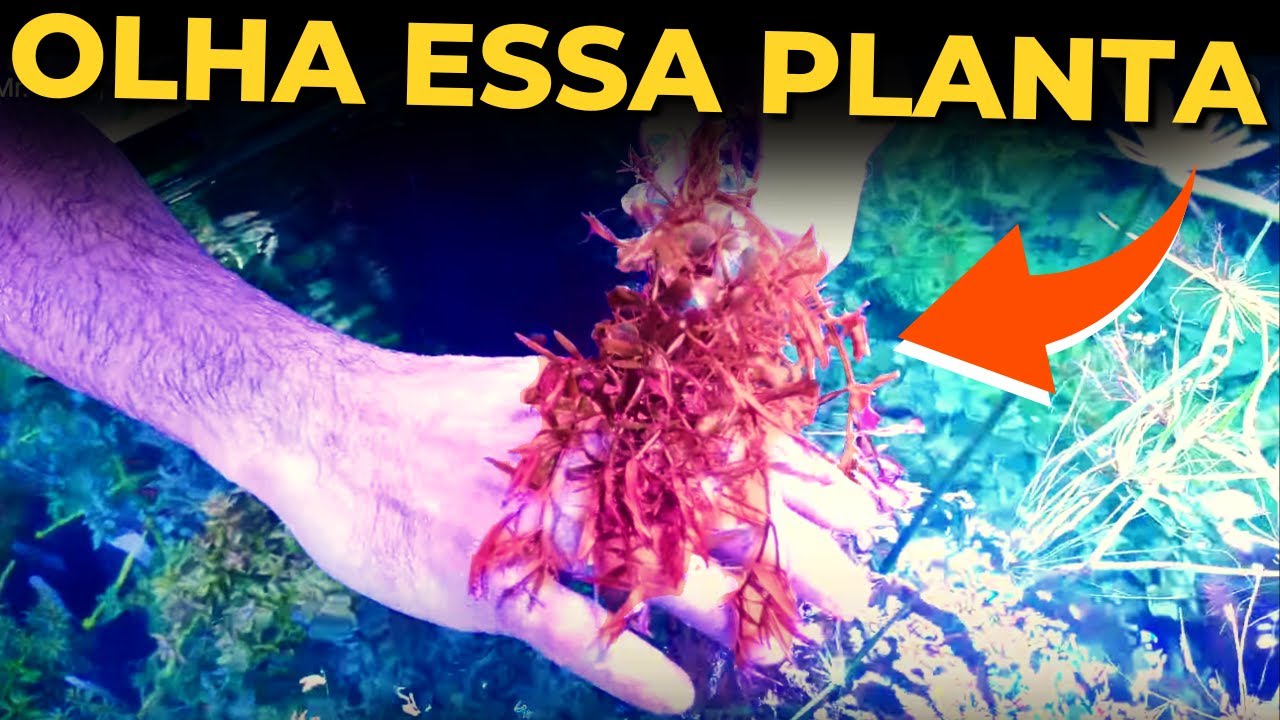 🔴APRENDA A CUIDAR DE PLANTAS VERMELHAS! |Mr. Betta|